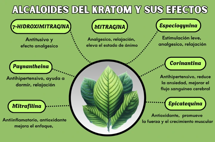 alcaloides del kratom y efectos